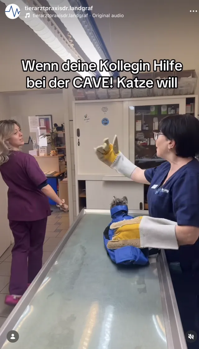 CAVE Katze – Kollegin hilft bei schwieriger Katze