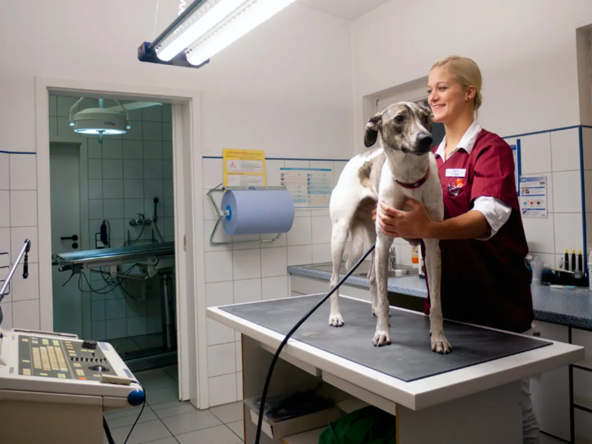 Ultraschalluntersuchung in der Tierarztpraxis Dr. Landgraf